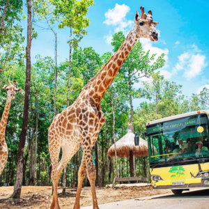 VISAsafari