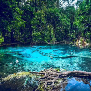 jungle tour