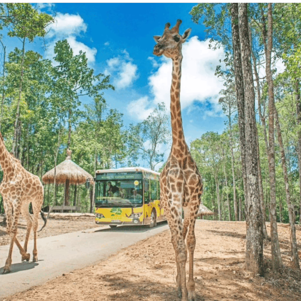 VIN safari Phu Quoc