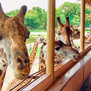 safari world