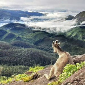 Eravikulam National Park
