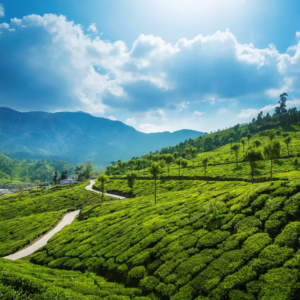 Munnar2