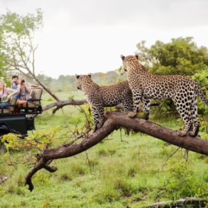 lka-yala-national-park-safari