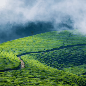 munnar-get-my-tour