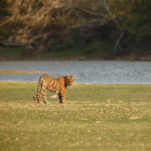 tiger-at-periyar-wild-life-sanctuary