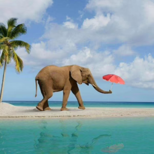 Elephant-beach-andaman